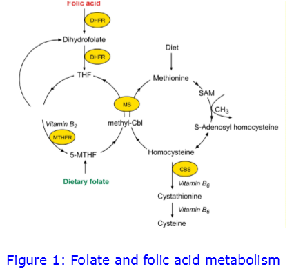 folate_0.png