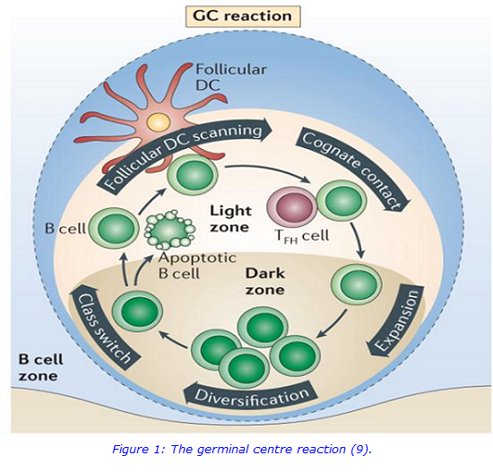 germinal centre reaction website.png