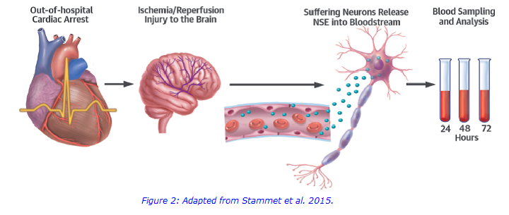 stammet et al website.png